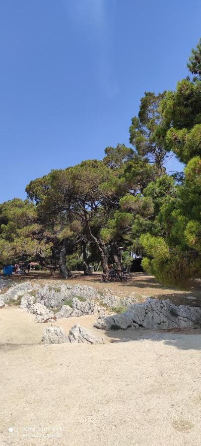 Orhideja Daire Zadar Dış mekan fotoğraf